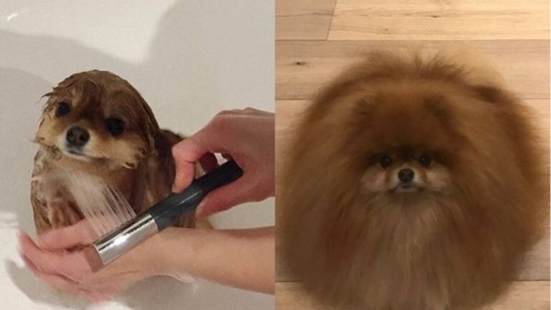 El perrito con el que nos identificamos en los días de humedad