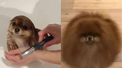 El perrito con el que nos identificamos en los días de humedad El perrito con el que nos identificamos en los días de humedad