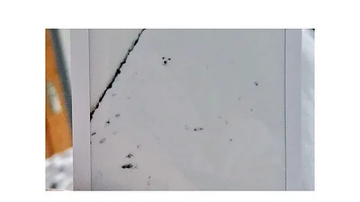 Le sacaron una foto al perro, pero se camufló Le sacaron una foto al perro, pero se camufló