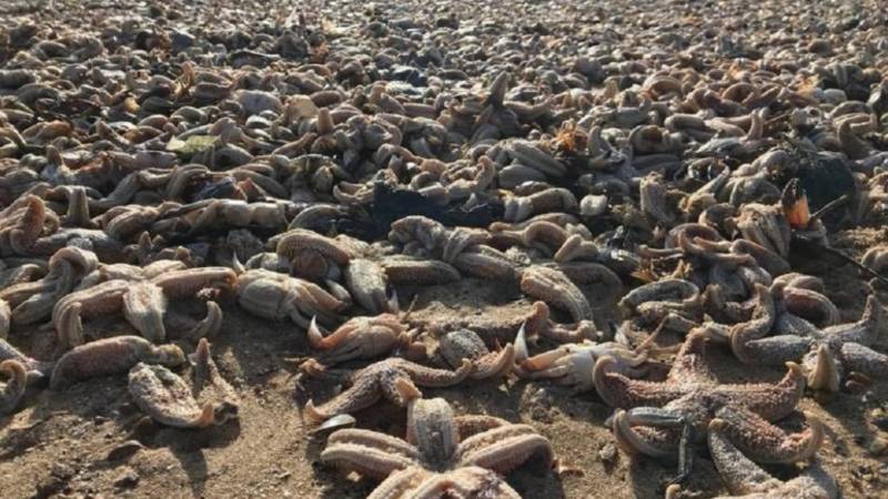 ¿A qué se debe la aparición de miles de estrellas de mar muertas en la playa?