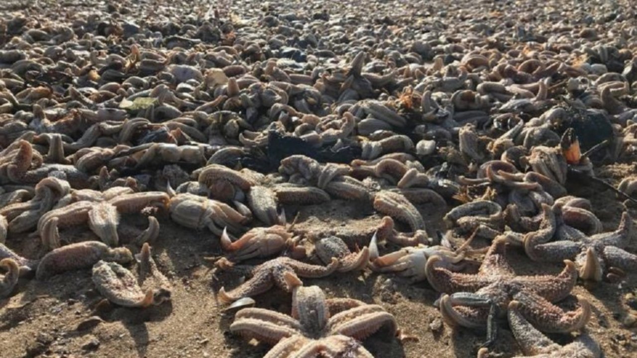 ¿A qué se debe la aparición de miles de estrellas de mar muertas en la playa?