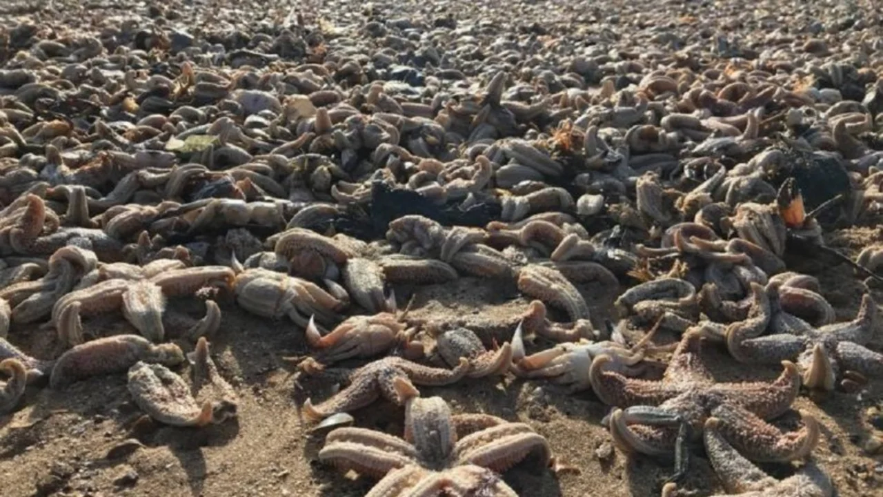 ¿A qué se debe la aparición de miles de estrellas de mar muertas en la playa?