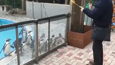 Los pingüinos más tiernos, fascinados por un yo-yo Los pingüinos más tiernos, fascinados por un yo-yo