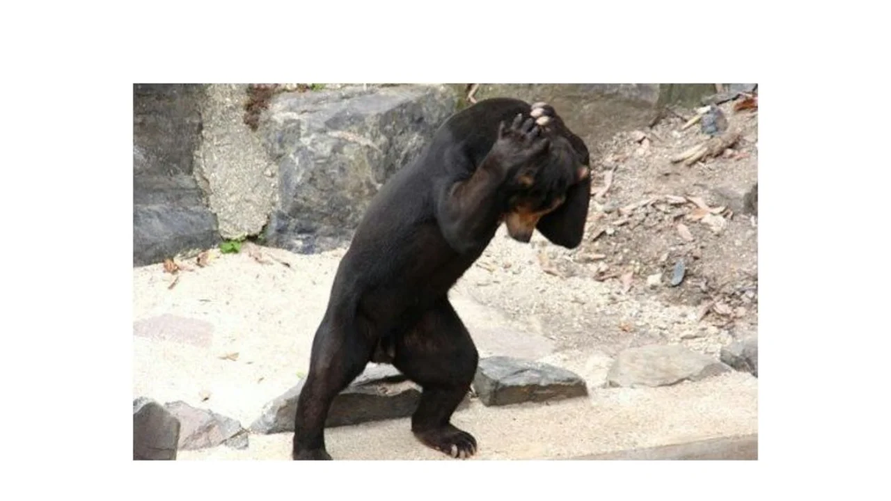 Estos osos malayos parecen humanos disfrazados