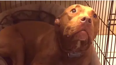 Este pitbull solo se duerme con su canción de cuna Este pitbull solo se duerme con su canción de cuna