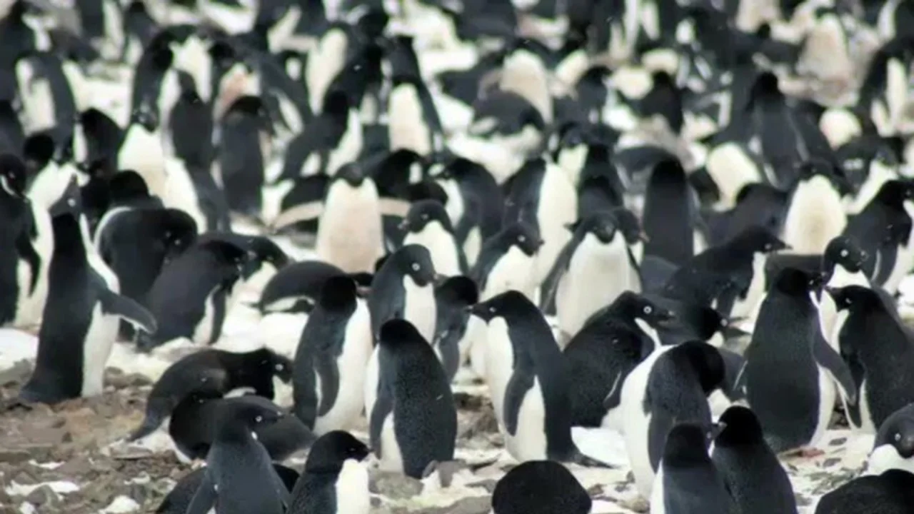 Encuentran la colonia de pingüinos más grande del mundo
