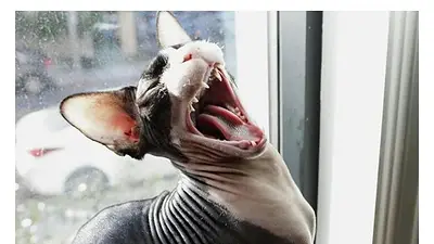 VIDEO: Arlo, el gato esfinge que posa para la cámara en Instagram VIDEO: Arlo, el gato esfinge que posa para la cámara en Instagram