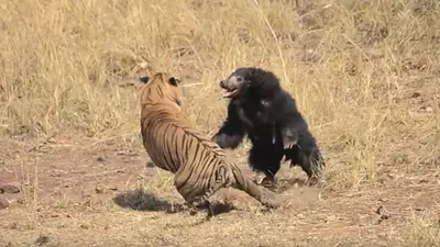 ASOMBROSO: una osa que defiende a su cachorro contra un tigre ASOMBROSO: una osa que defiende a su cachorro contra un tigre