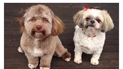 FOTO: Increíble perro con cara de humano FOTO: Increíble perro con cara de humano