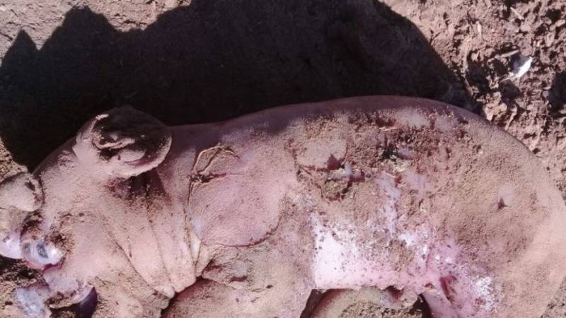 Encontraron un chancho con rasgos humanos en Santiago del Estero