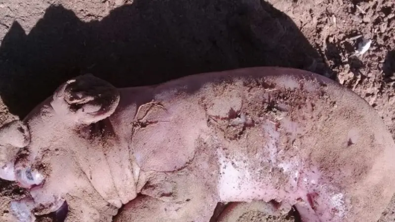 Encontraron un chancho con rasgos humanos en Santiago del Estero