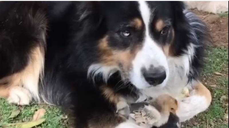 VIRAL: un perro que cuida pollitos
