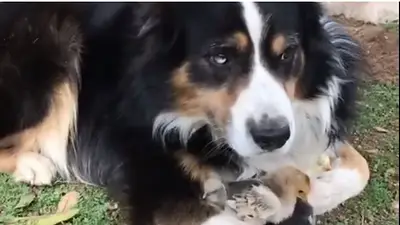 VIRAL: un perro que cuida pollitos VIRAL: un perro que cuida pollitos