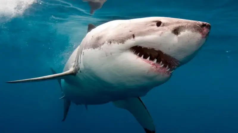 VIDEO : Las razones por las que los tiburones no puede estar en acuarios