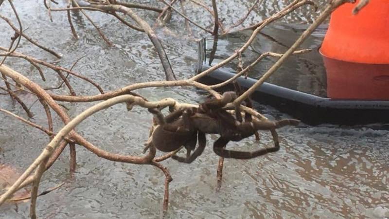 VIDEO: Rescatan a una araña gigante durante una inundación en Australia
