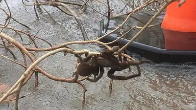 VIDEO: Rescatan a una araña gigante durante una inundación en Australia VIDEO: Rescatan a una araña gigante durante una inundación en Australia