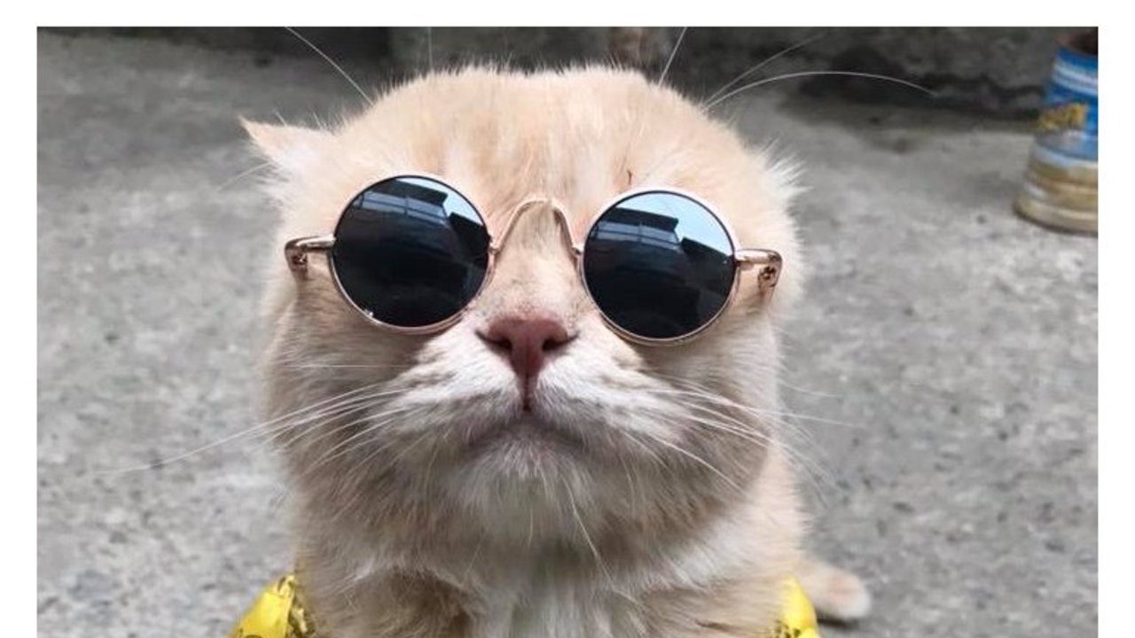 El tierno gato vietnamita que vende pescado en el mercado