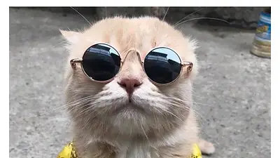 El tierno gato vietnamita que vende pescado en el mercado El tierno gato vietnamita que vende pescado en el mercado