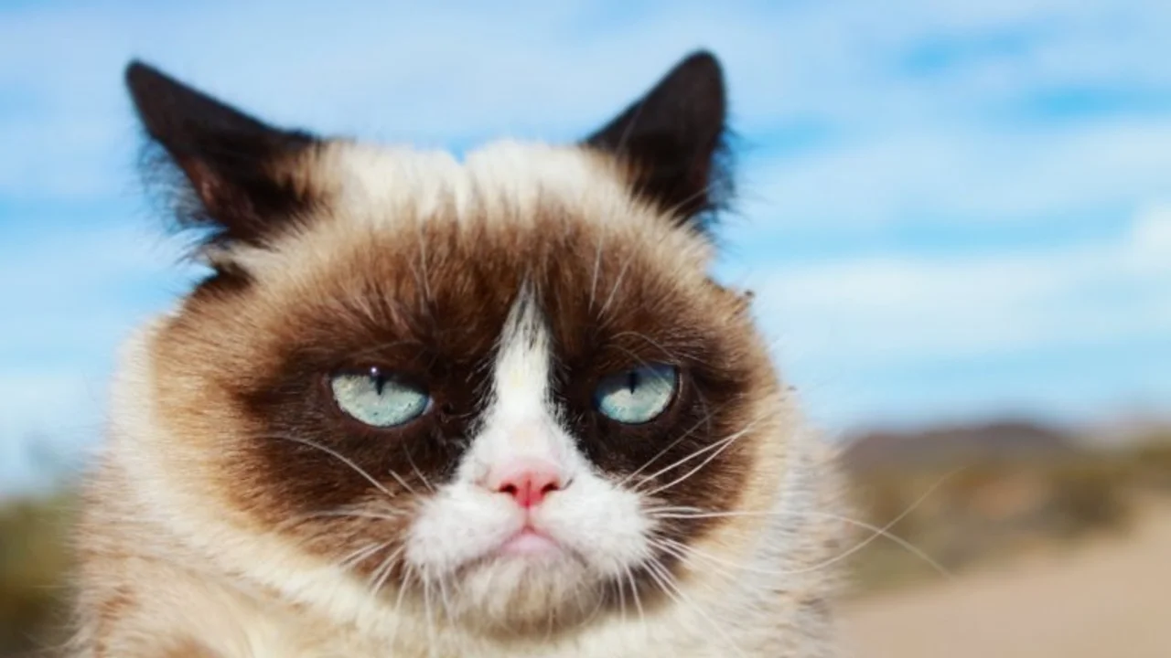FOTOS: El expresivo gato triste que vino a reemplazar a Grumpy Cat
