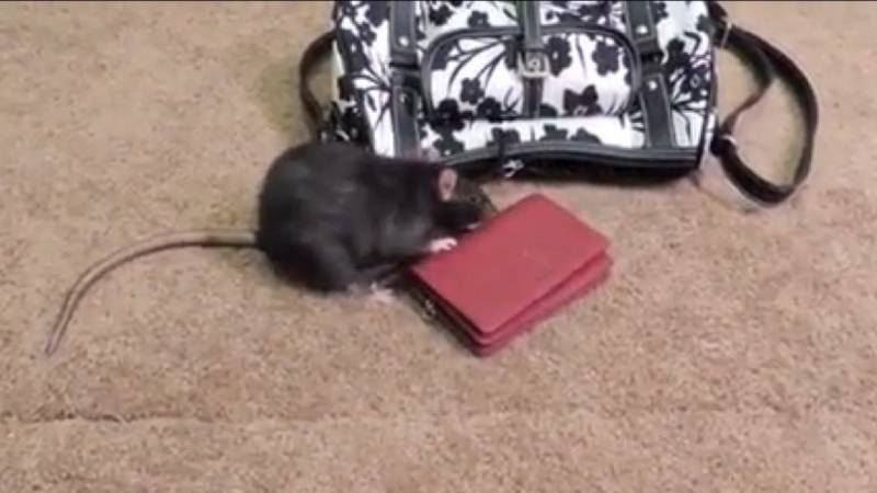 VIDEO VIRAL: Mirá cómo roba una billetera esta rata ladrona