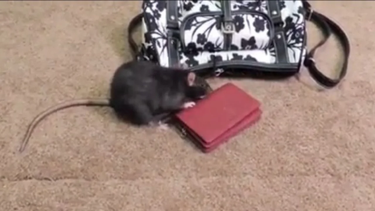 VIDEO VIRAL: Mirá cómo roba una billetera esta rata ladrona