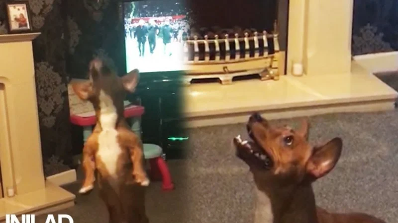 VIRAL: El perro que se pelea con un helicóptero