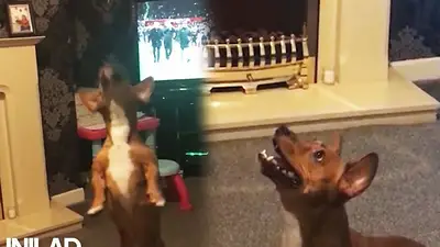 VIRAL: El perro que se pelea con un helicóptero VIRAL: El perro que se pelea con un helicóptero