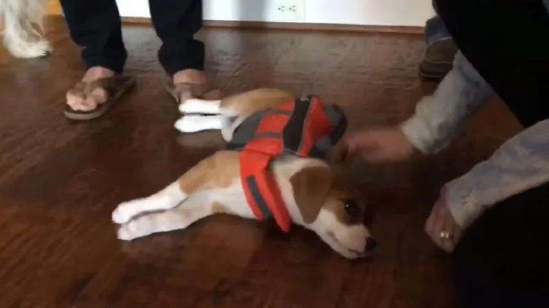 VIDEO: Esta cachorra beagle se olvidó cómo ser un perro