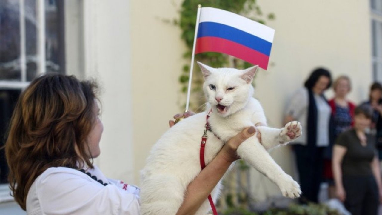 Aquiles, el gato que se convirtió en el Pulpo Paul de Rusia 2018