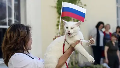 Aquiles, el gato que se convirtió en el Pulpo Paul de Rusia 2018 Aquiles, el gato que se convirtió en el Pulpo Paul de Rusia 2018