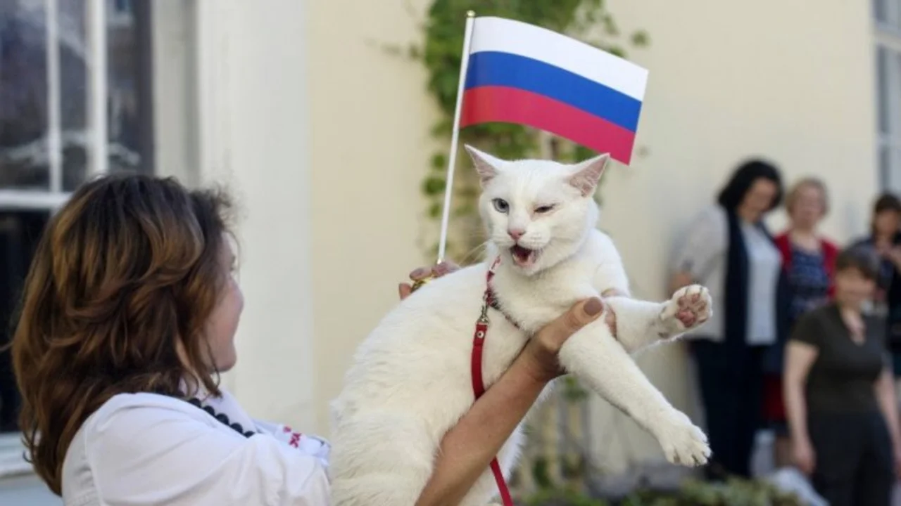 Aquiles, el gato que se convirtió en el Pulpo Paul de Rusia 2018