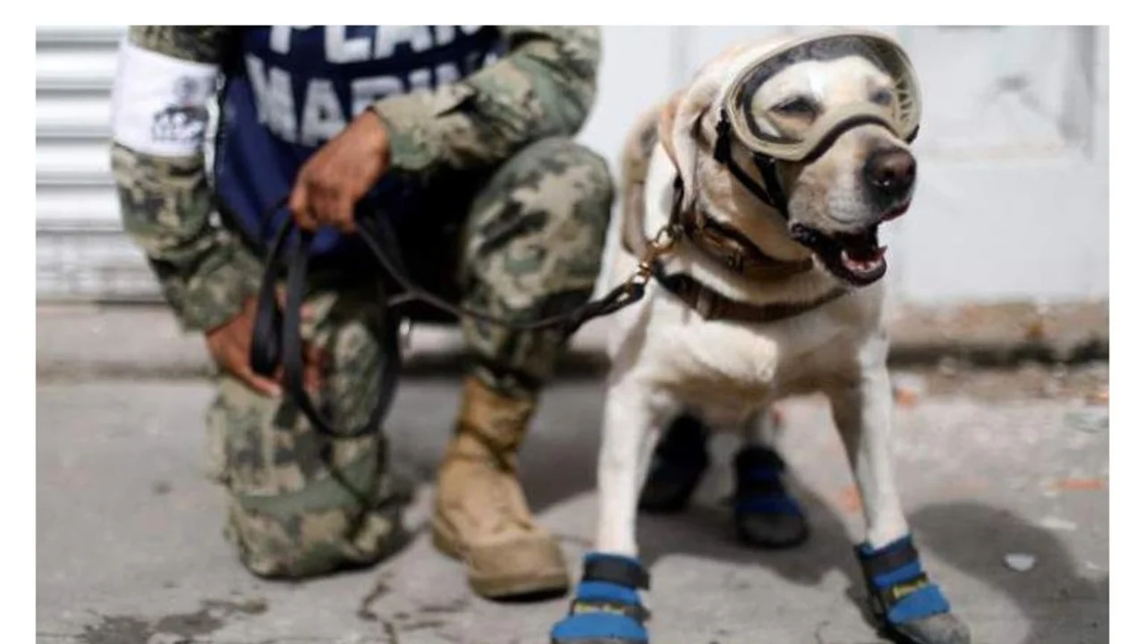 FOTOS: Los animales que tienen mejores trabajos que muchos de nosotros