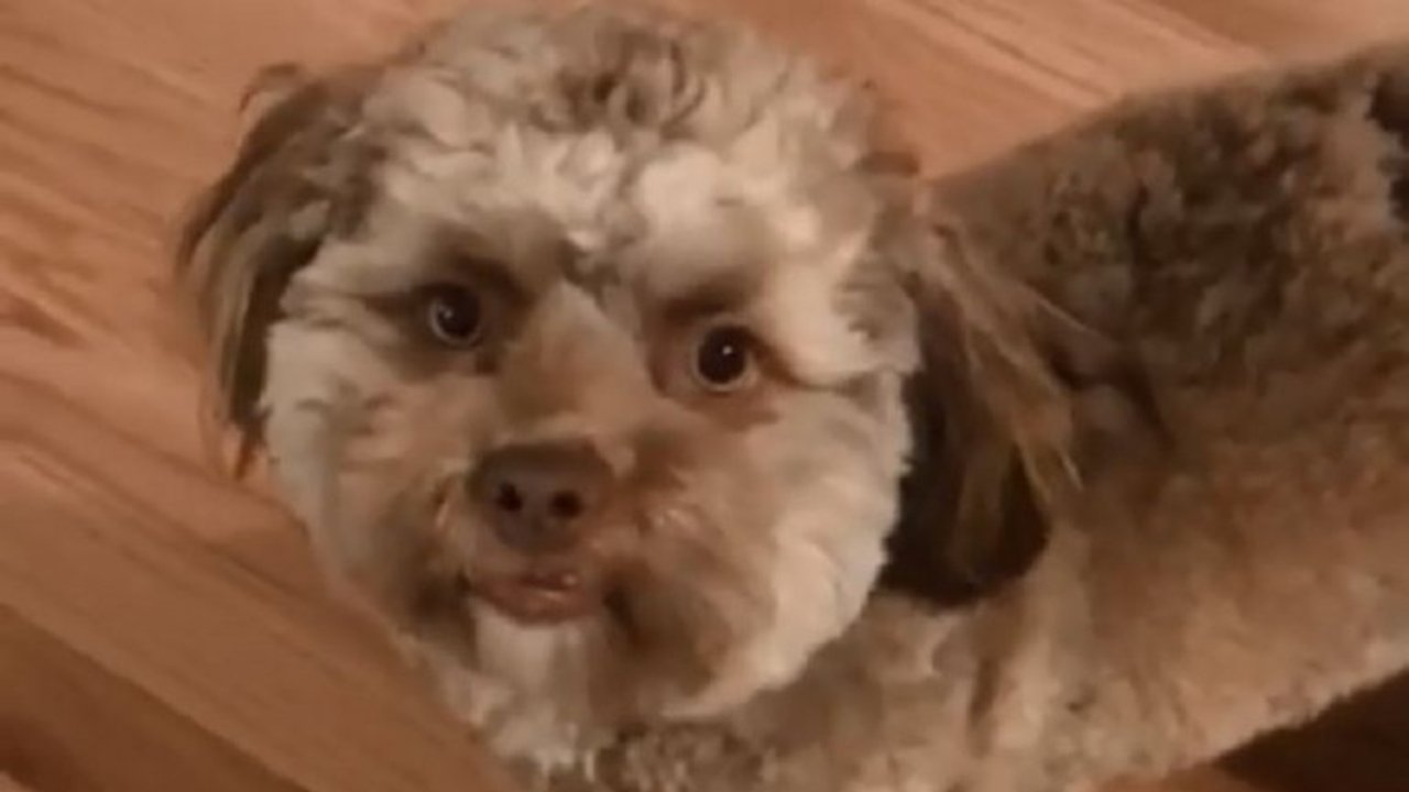 VIDEO: El perro con cara de humano ahora te guiña el ojo
