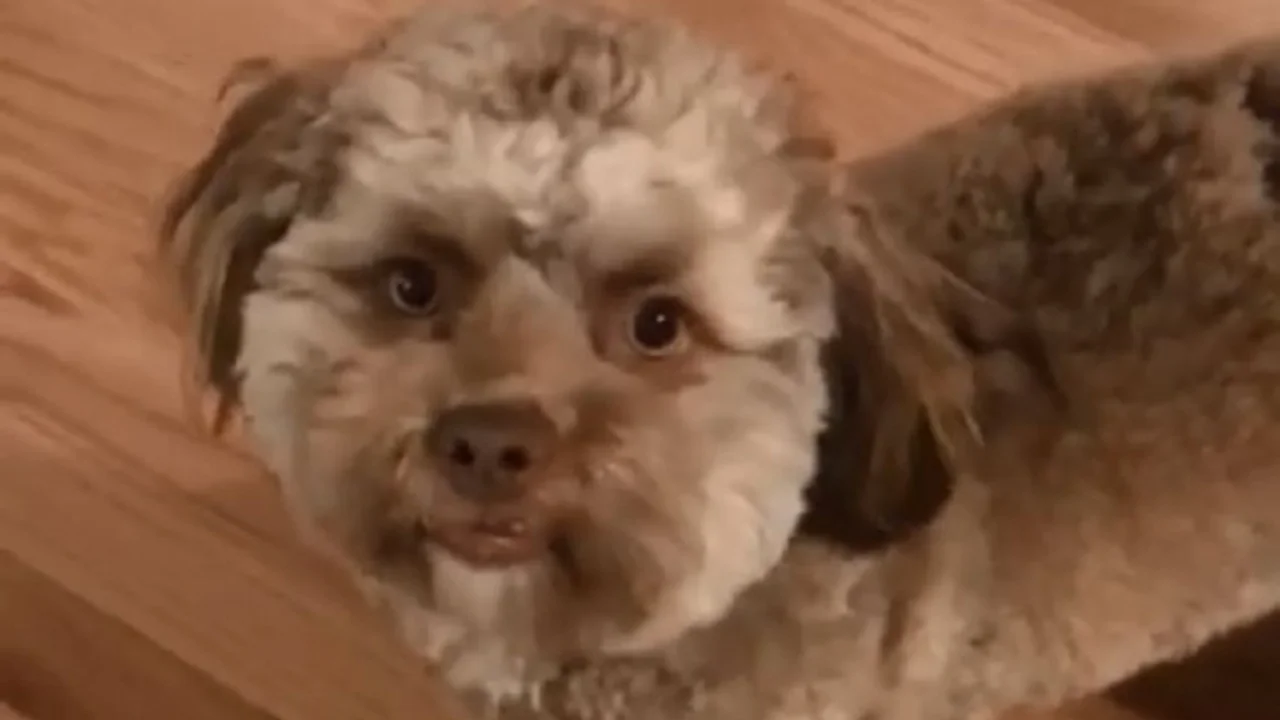 VIDEO: El perro con cara de humano ahora te guiña el ojo