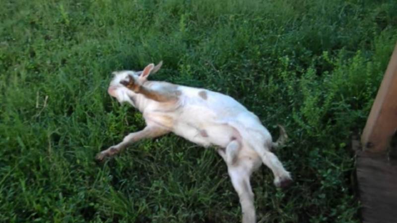 El extraño fenómeno de las cabras desmayadas