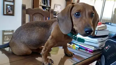 Estos perritos hacen lo que quieren con sus dueños Estos perritos hacen lo que quieren con sus dueños