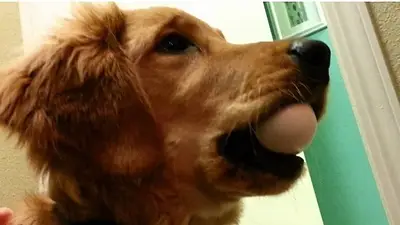 El "desafío del huevo" pone a prueba la delicadeza de los perros El "desafío del huevo" pone a prueba la delicadeza de los perros