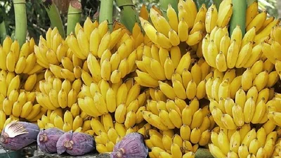 Las bananas nos salvarán de la invasión robot Las bananas nos salvarán de la invasión robot