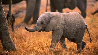 El elefante más tierno del mundo El elefante más tierno del mundo
