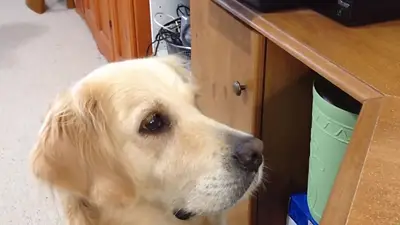 VIRAL: Un perro se emociona al ver llorar a otro perro VIRAL: Un perro se emociona al ver llorar a otro perro