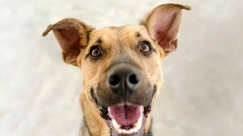 Un perro se une a la coreografía de bailarines mexicanos y enternece a todos