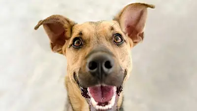Un perro se une a la coreografía de bailarines mexicanos y enternece a todos Un perro se une a la coreografía de bailarines mexicanos y enternece a todos