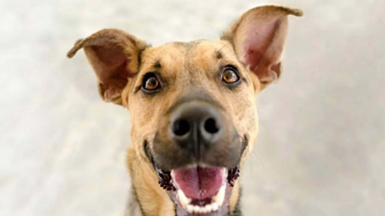 Un perro se une a la coreografía de bailarines mexicanos y enternece a todos