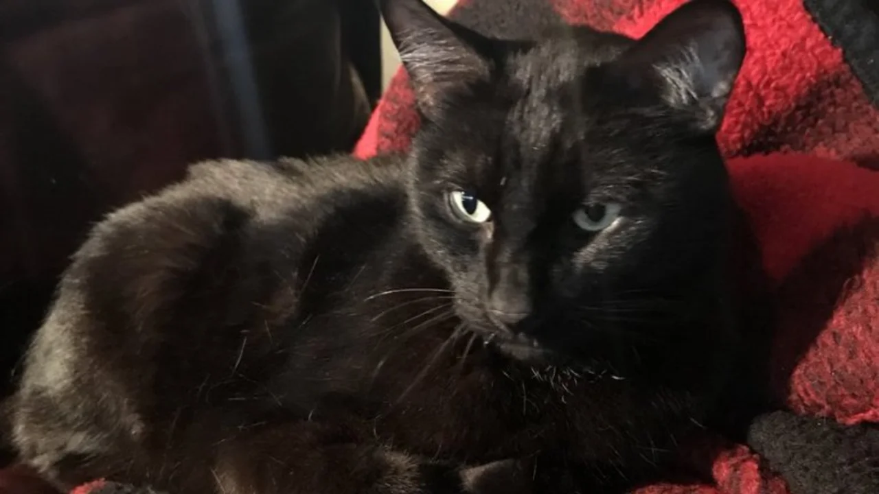 HISTORIA VIRAL: Un gato volvió a su casa tras cinco años perdido, y estaba en un insólito lugar
