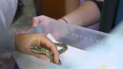 VIDEO: Encontraron una serpiente con dos cabezas y dos corazones VIDEO: Encontraron una serpiente con dos cabezas y dos corazones