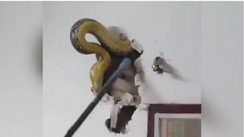 Un hombre encontró una pitón de casi cinco metros viviendo en la pared de su casa