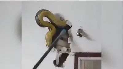 Un hombre encontró una pitón de casi cinco metros viviendo en la pared de su casa Un hombre encontró una pitón de casi cinco metros viviendo en la pared de su casa