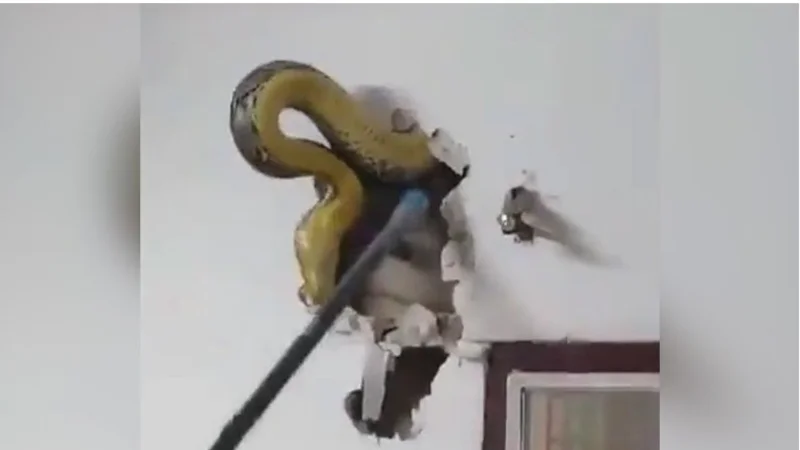 Un hombre encontró una pitón de casi cinco metros viviendo en la pared de su casa