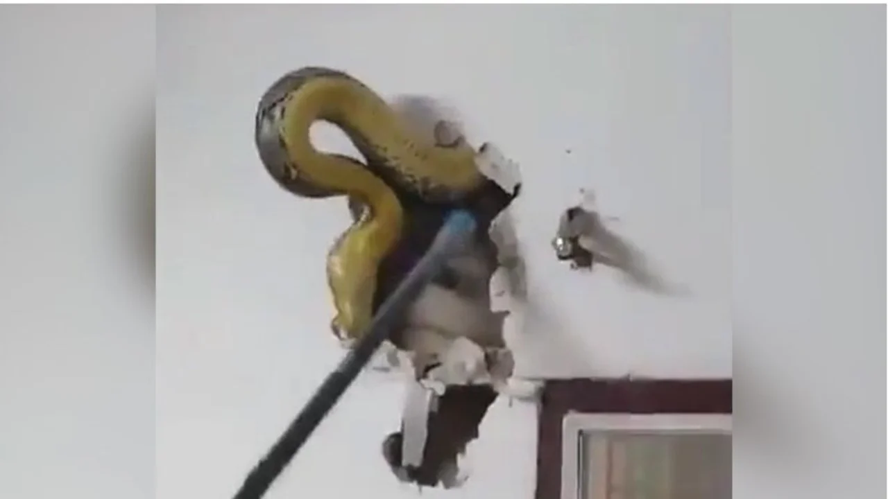 Un hombre encontró una pitón de casi cinco metros viviendo en la pared de su casa