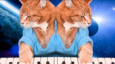 Murió Bento, el famoso gato pianista Murió Bento, el famoso gato pianista